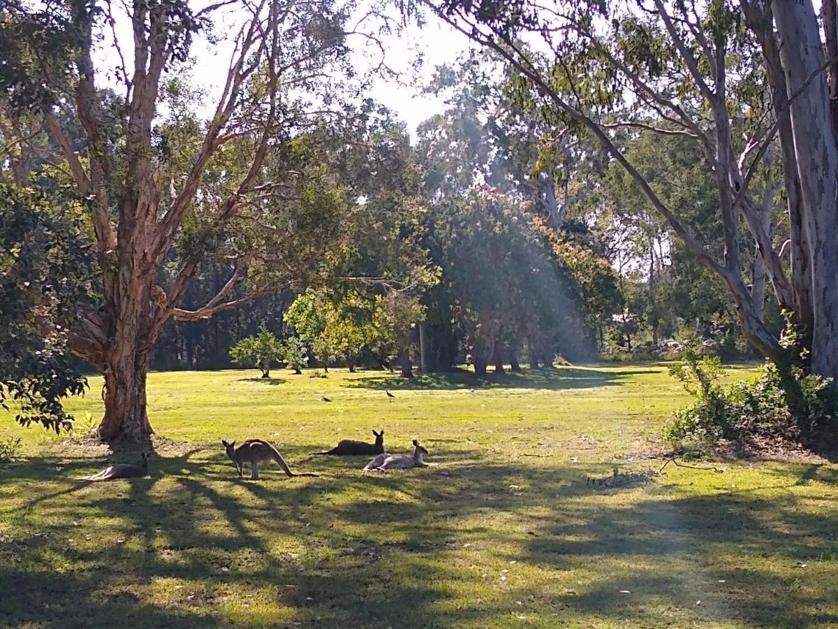 Lake Weyba Noosa Lodge & Kangaroos Перегиан-Бич Экстерьер фото