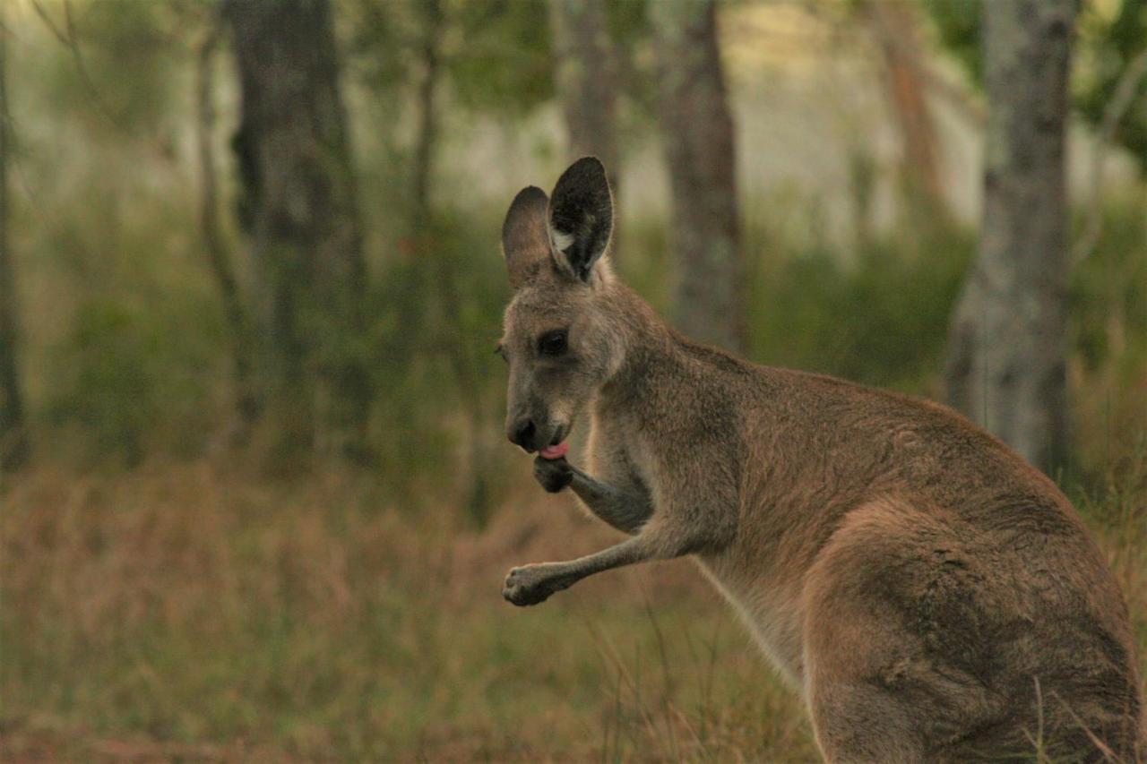 Lake Weyba Noosa Lodge & Kangaroos Перегиан-Бич Экстерьер фото