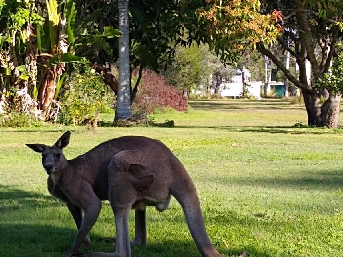 Lake Weyba Noosa Lodge & Kangaroos Перегиан-Бич Экстерьер фото