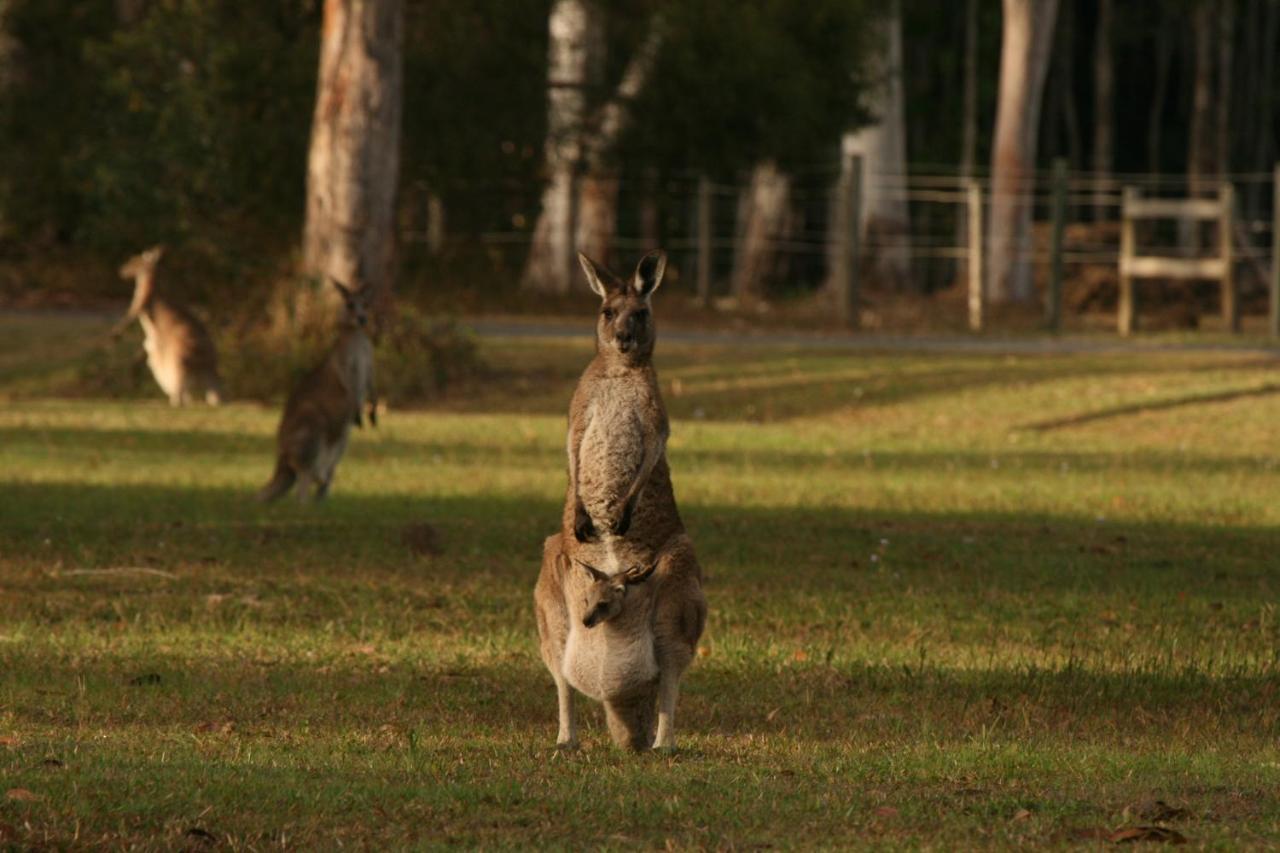 Lake Weyba Noosa Lodge & Kangaroos Перегиан-Бич Экстерьер фото