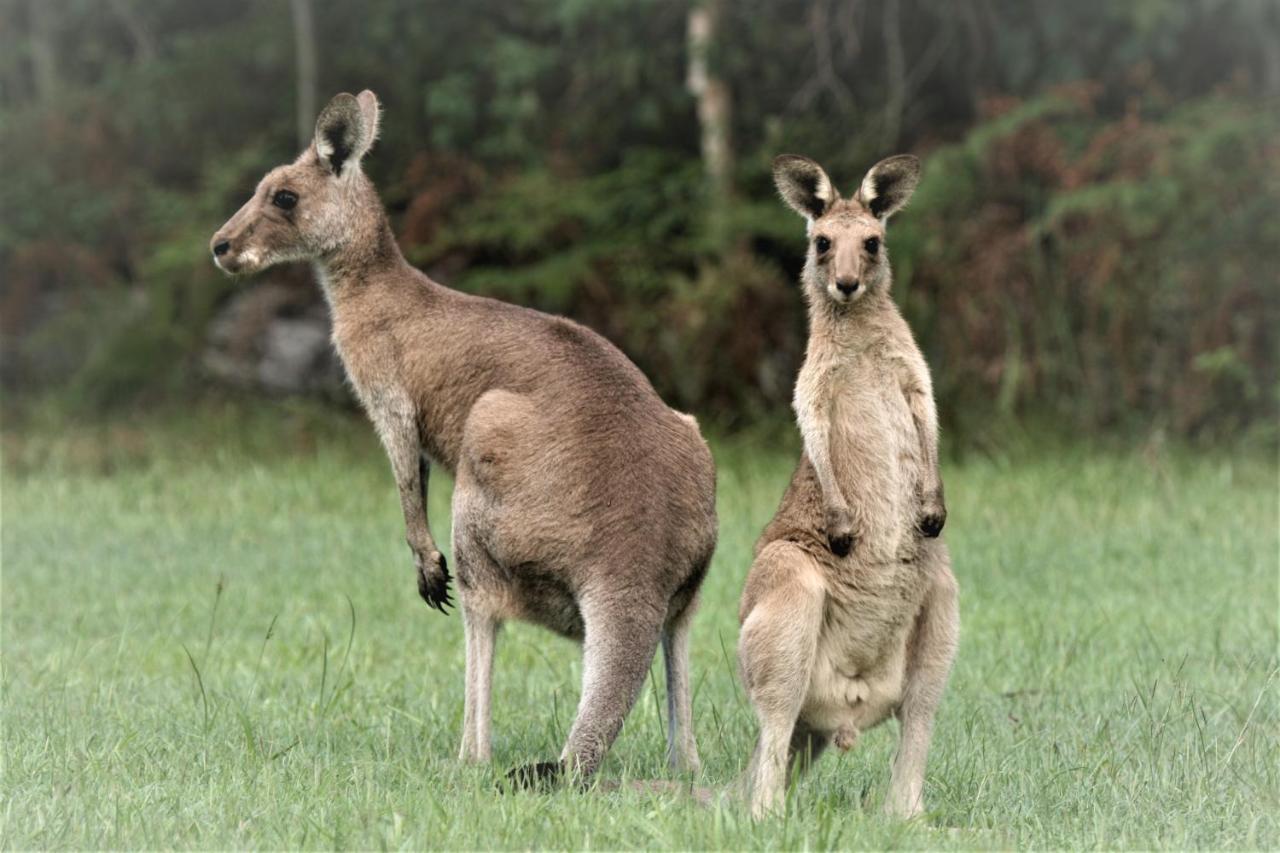 Lake Weyba Noosa Lodge & Kangaroos Перегиан-Бич Экстерьер фото