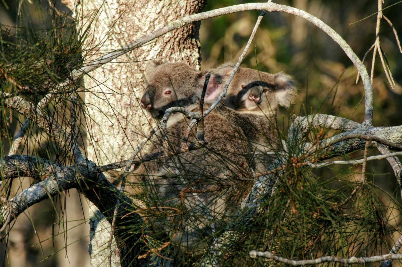 Lake Weyba Noosa Lodge & Kangaroos Перегиан-Бич Экстерьер фото
