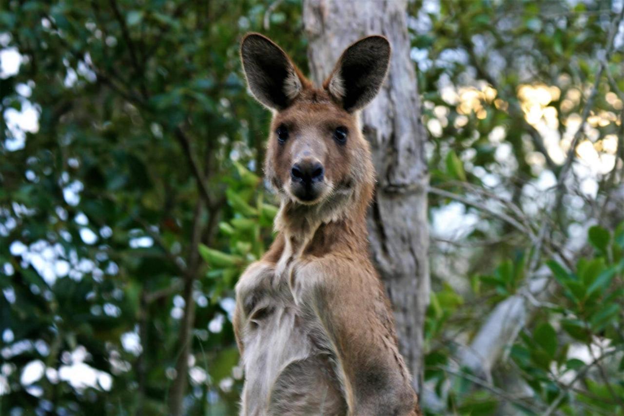 Lake Weyba Noosa Lodge & Kangaroos Перегиан-Бич Экстерьер фото