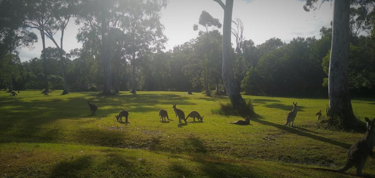 Lake Weyba Noosa Lodge & Kangaroos Перегиан-Бич Экстерьер фото